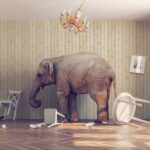 Elephant in the Room – Part Two