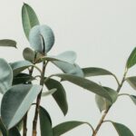 Growing a plant vs growing a business