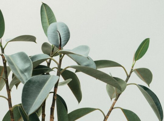 green rubber fig plant