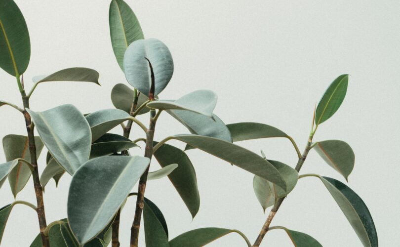 green rubber fig plant